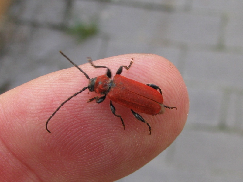 Coleotteri da identificare